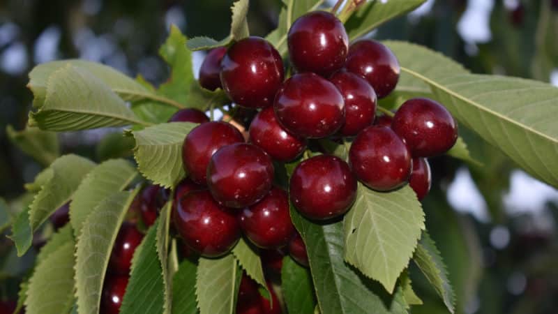 A variedade de cereja Iput, adorada por muitos jardineiros