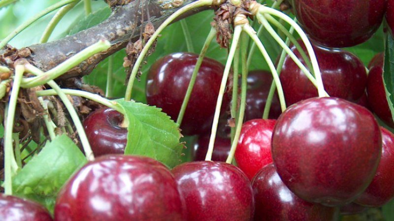 Variété de cerise fructueuse et résistante aux maladies Regina