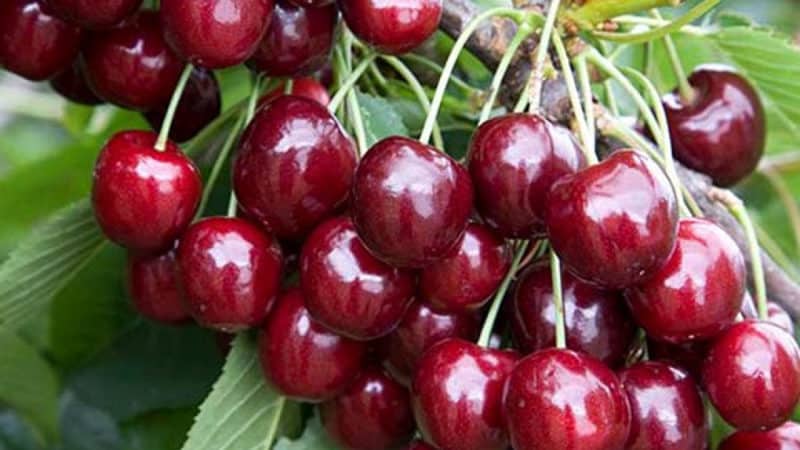 Variété de cerise fructueuse et résistante aux maladies Regina