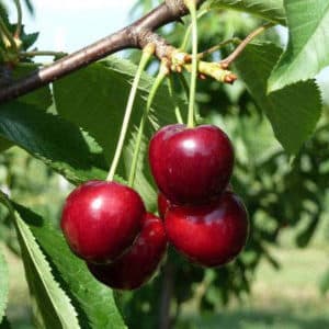 Mabunga at lumalaban sa sakit na iba't ibang cherry na Regina