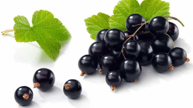 Black currant para sa pagbaba ng timbang