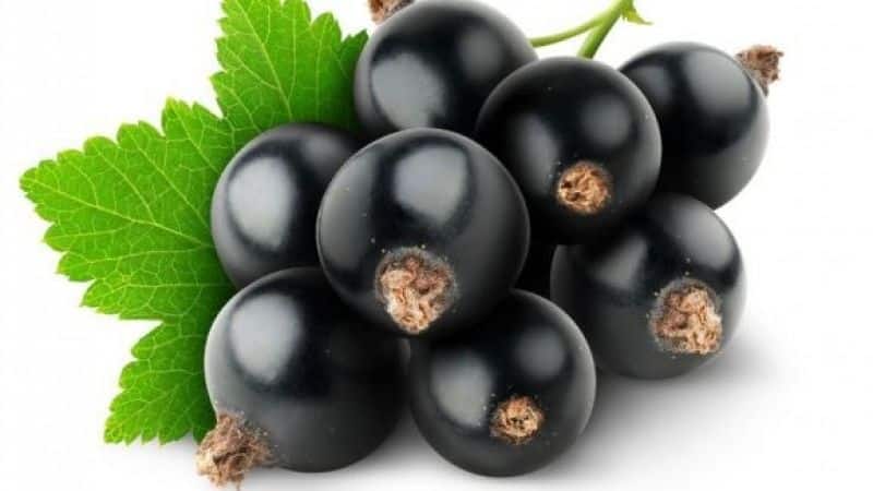 Black currant para sa pagbaba ng timbang