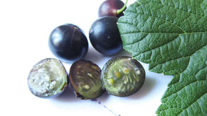 Ribes nero per dimagrire