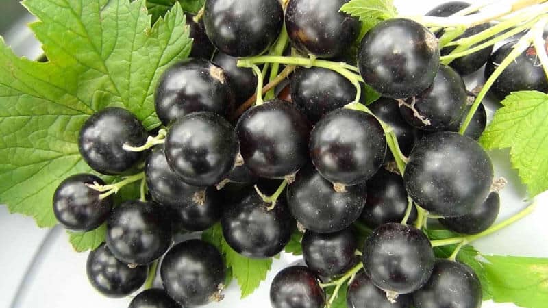 Black currant para sa pagbaba ng timbang