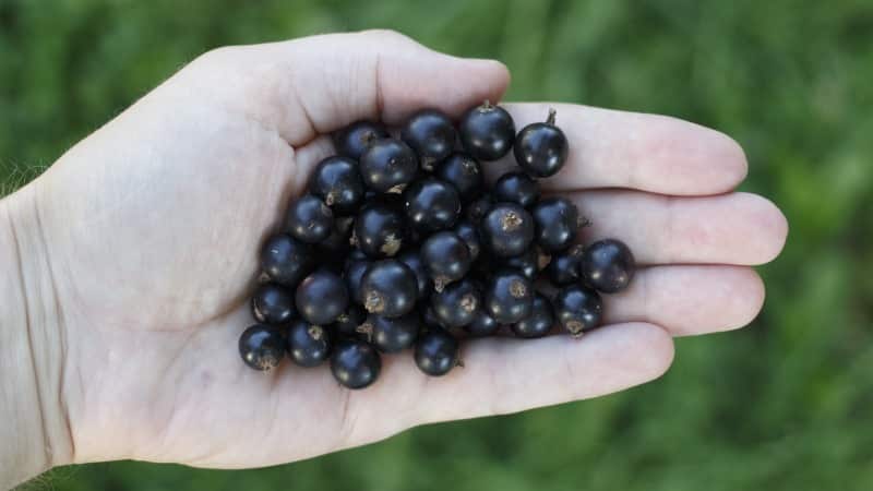 Black currant para sa pagbaba ng timbang