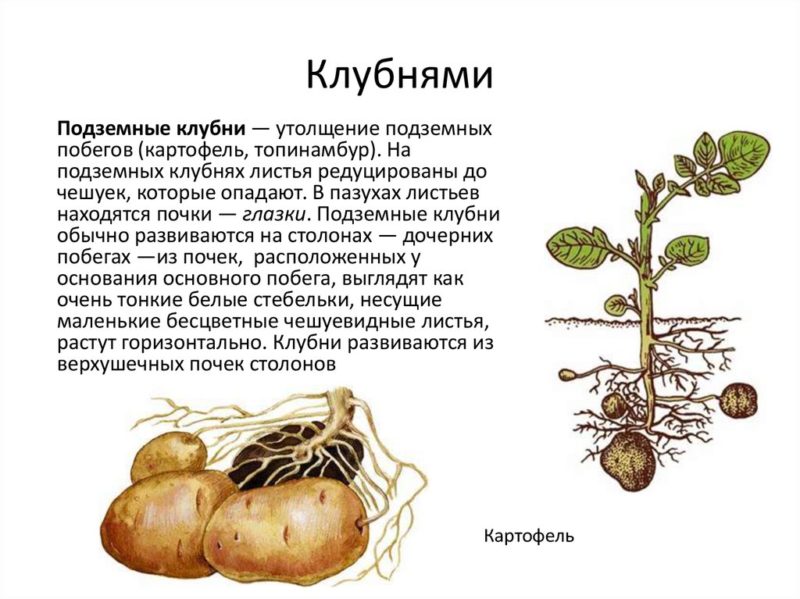 Qu'est-ce qu'un tubercule de pomme de terre : description botanique, développement et application