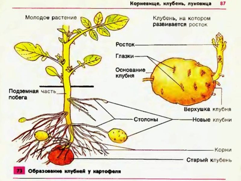 Какво е картофена грудка: ботаническо описание, развитие и приложение