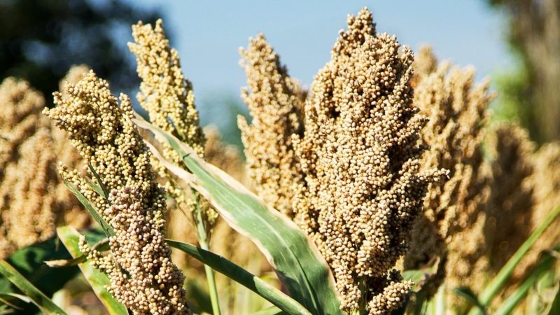 What is sorghum and how is it used in different areas of life?