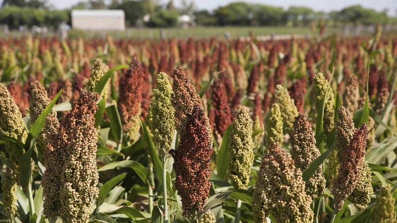 Ano ang sorghum at paano ito ginagamit sa iba't ibang larangan ng buhay?