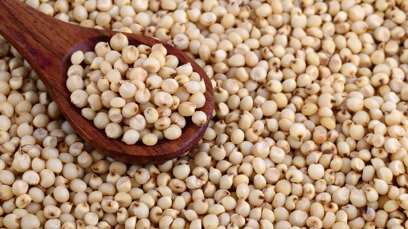 Wat is graansorghum, kenmerken van het gebruik en de teelt ervan