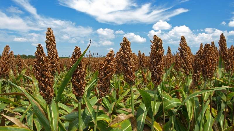 Què és el sorgo de gra, característiques del seu ús i cultiu