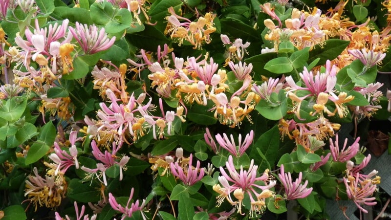 Honeysuckle hiasan - penanaman dan penjagaan