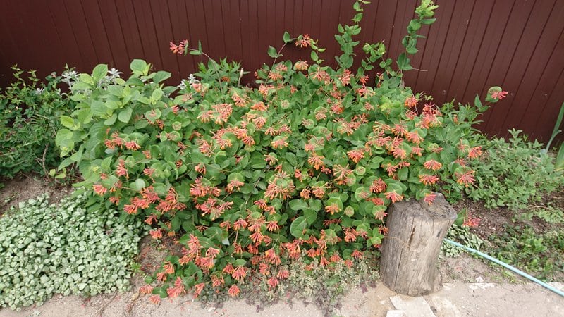 Madreselva decorativa: plantación y cuidado.