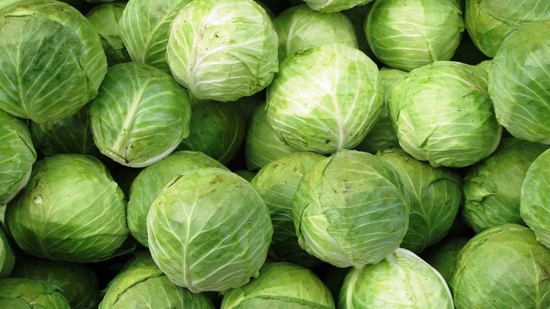 How effective is the stewed cabbage diet and how to follow it correctly