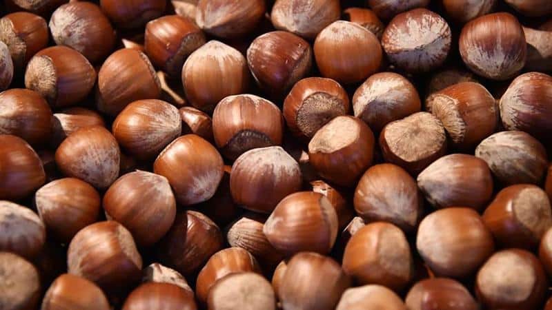 Hazelnuts - benefits and harm for women