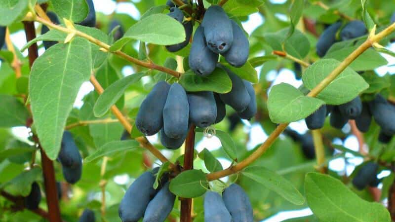 Ketinggian semak dan pokok honeysuckle yang matang