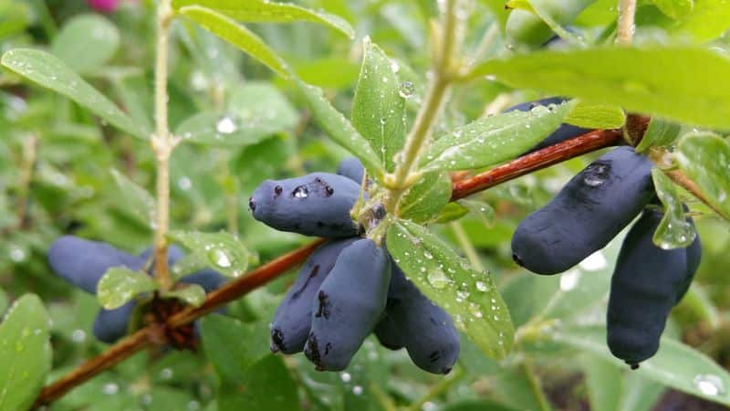 Di mana honeysuckle tumbuh dengan baik: keadaan, jenis dan kawasan untuk berkembang di Rusia