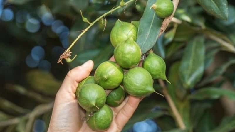 Como cultivar nozes de macadâmia em casa