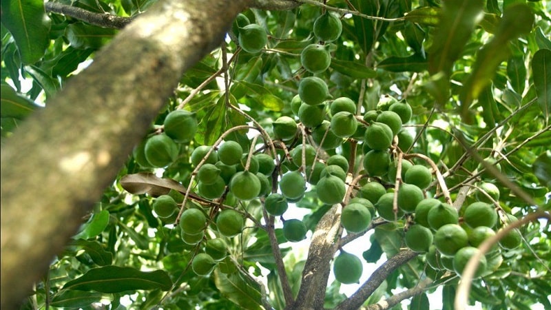 Πού και πώς φυτρώνει το macadamia nut και πώς χρησιμοποιείται;