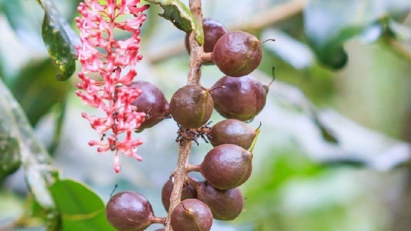 Πού και πώς φυτρώνει το macadamia nut και πώς χρησιμοποιείται;