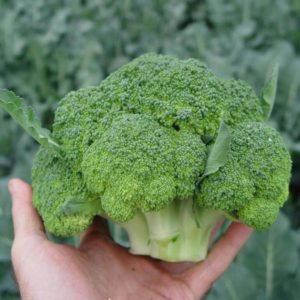 Broccoli hibrid Batavia F1