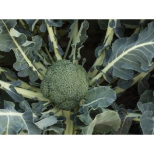 Brocoli hybride Batavia F1