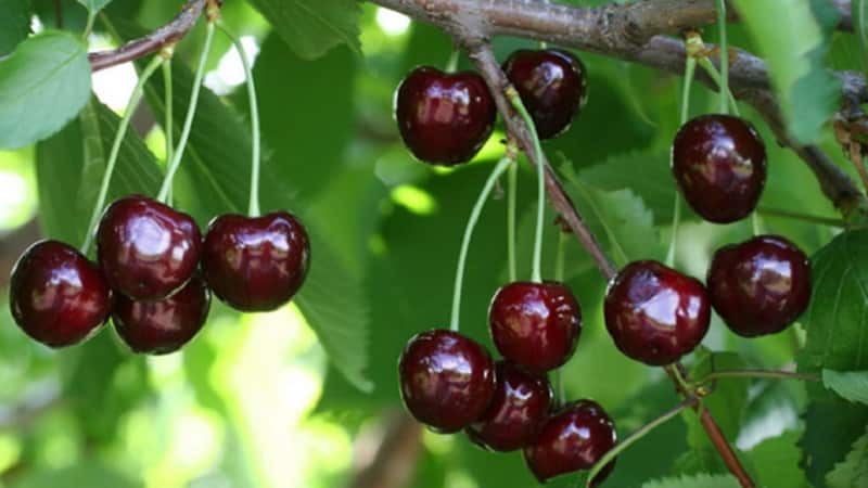 Χαρακτηριστικά και περιγραφή των κερασιών Ovstuzhenka με μεγάλα μούρα και εξαιρετική γεύση