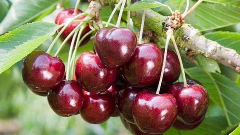 Mga katangian at paglalarawan ng Ovstuzhenka cherries na may malalaking berry at mahusay na lasa