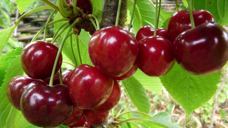 Caractéristiques et description des cerises Ovstuzhenka à grosses baies et au goût excellent