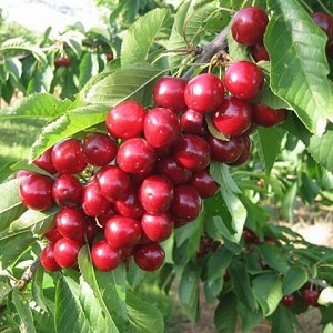 Mga katangian at paglalarawan ng Ovstuzhenka cherries na may malalaking berry at mahusay na lasa