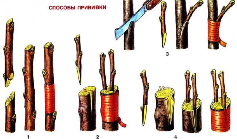 Характеристики и описание на череши Ovstuzhenka с големи плодове и отличен вкус