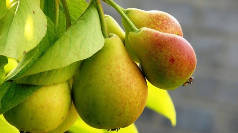 Chemische samenstelling van peer, caloriegehalte en de gezondheidsvoordelen en -schade ervan