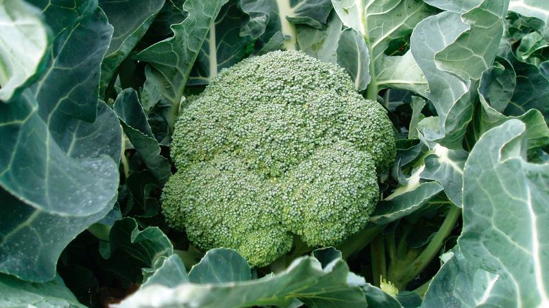 High-yielding mid-season broccoli cabbage hybrid Fiesta f1