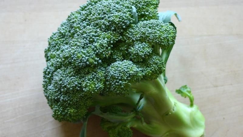 High-yielding mid-season broccoli cabbage hybrid Fiesta f1