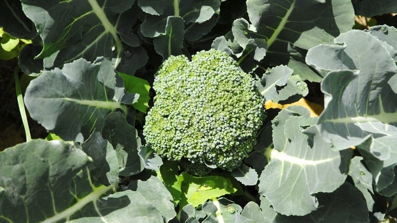 High-yielding mid-season broccoli cabbage hybrid Fiesta f1