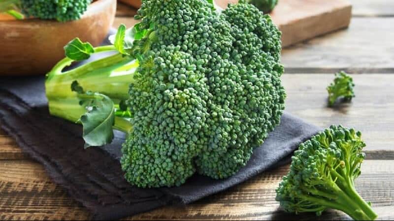 High-yielding mid-season broccoli cabbage hybrid Fiesta f1