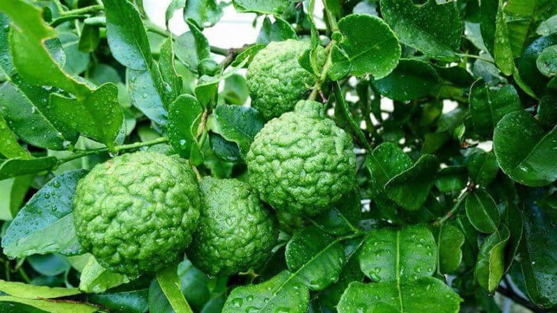 Kaffir lime - τι είδους φυτό είναι;