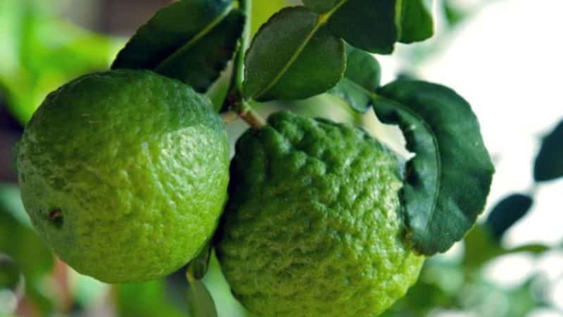 Kaffir lime - hvilken slags plante er det?