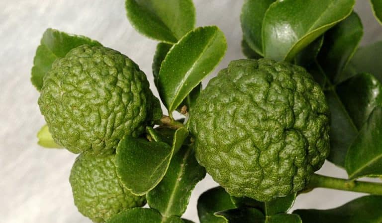 Odmiany limonki – opis i charakterystyka