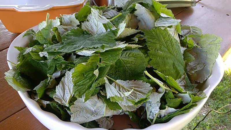 Comment faire fermenter des feuilles de framboisier à la maison