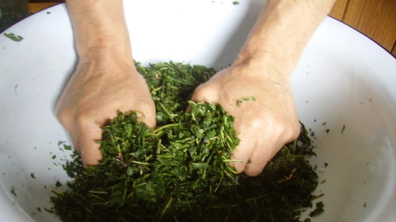 Cómo fermentar hojas de frambuesa en casa.