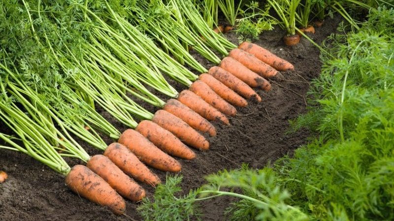 Ano ang pangalan ng iba't ibang mga mini carrots?