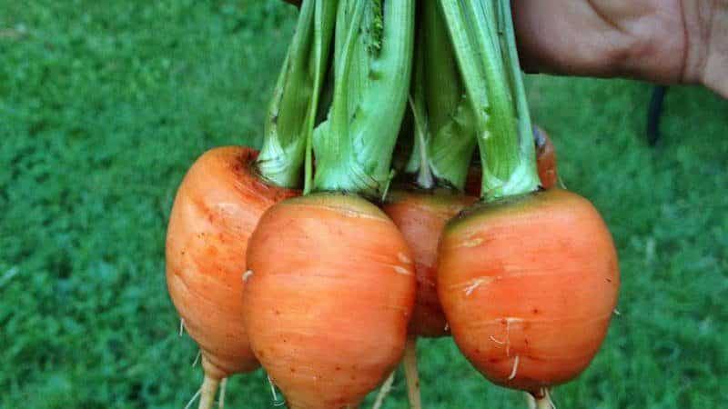 Ano ang pangalan ng iba't ibang mga mini carrots?