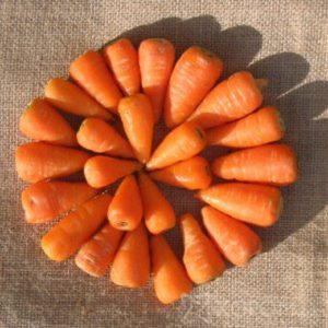 The best varieties of carrots - photos and detailed descriptions, reviews