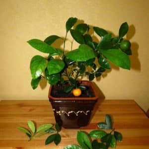 Reasons why tangerine leaves fall and methods of saving the plant