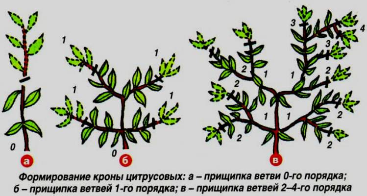 Come potare correttamente un albero di mandarino a casa: istruzioni passo passo