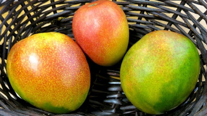 Kā noteikt mango gatavības pakāpi un nogatavināt augļus mājās