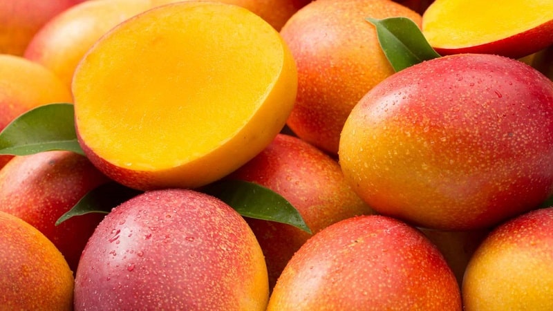 Kā noteikt mango gatavības pakāpi un nogatavināt augļus mājās