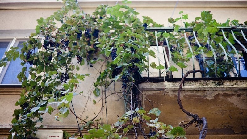 Cum să plantezi și să crești strugurii pe balcon