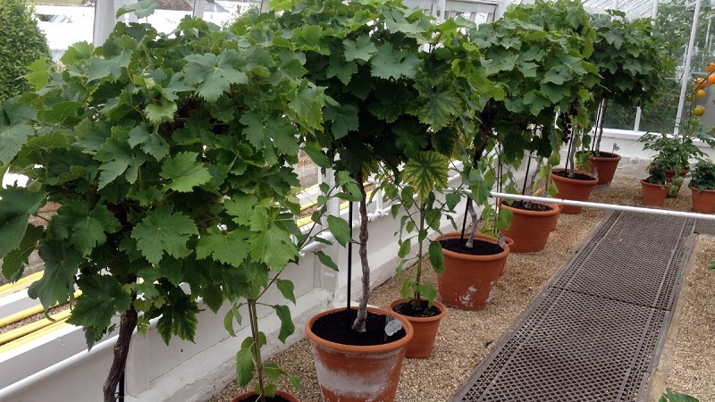 Come piantare e coltivare l'uva sul balcone